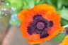 Mohnblumen Mai 2014 10.jpg