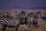 Zebras.jpg